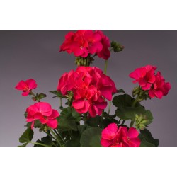 Seminte PELARGONIUM x hortorum APACHE F1 Violet 