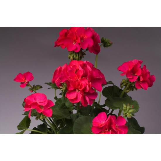 Seminte PELARGONIUM x hortorum APACHE F1 Violet 