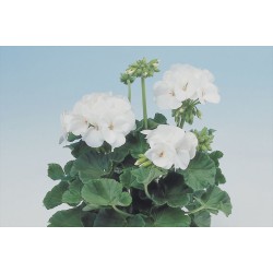 Seminte PELARGONIUM x hortorum APACHE F1 White 