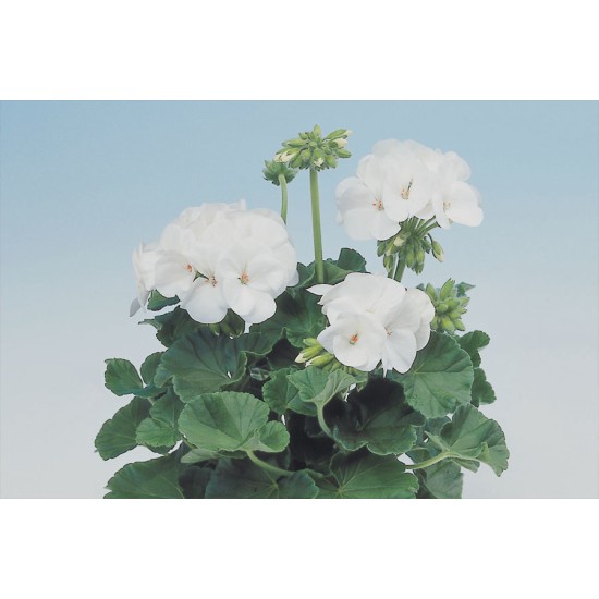 Seminte PELARGONIUM x hortorum APACHE F1 White 