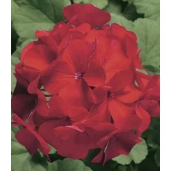 Seminte PELARGONIUM x hortorum RINGO 2000 F1 Cardinal 1000s