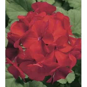 Seminte PELARGONIUM x hortorum RINGO 2000 F1 Cardinal 250s