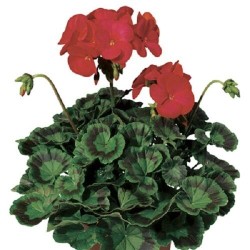 Seminte PELARGONIUM x hortorum RINGO 2000 F1 Deep Red 250s