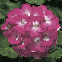 Seminte PELARGONIUM x hortorum RINGO 2000 F1 Deep Rose 1000s