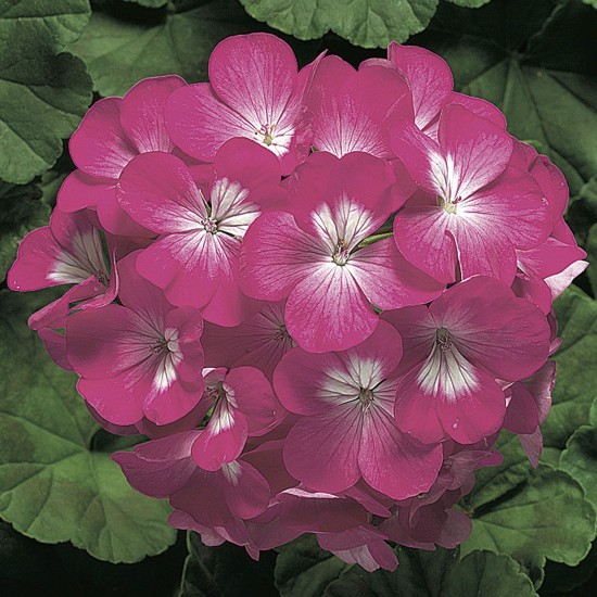 Seminte PELARGONIUM x hortorum RINGO 2000 F1 Deep Rose 1000s