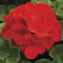 Seminte PELARGONIUM x hortorum RINGO 2000 F1 Deep Scarlet 1000s