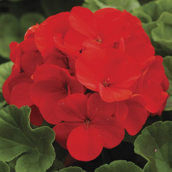 Seminte PELARGONIUM x hortorum RINGO 2000 F1 Deep Scarlet 250s