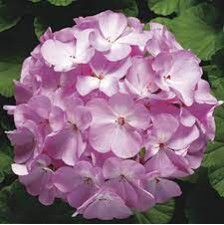 Seminte PELARGONIUM x hortorum RINGO 2000 F1 Lavender 250s