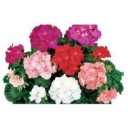 Seminte PELARGONIUM x hortorum RINGO 2000 F1 Mix 250s