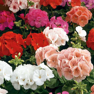 Seminte PELARGONIUM x hortorum RINGO 2000 F1 Mix 1000s