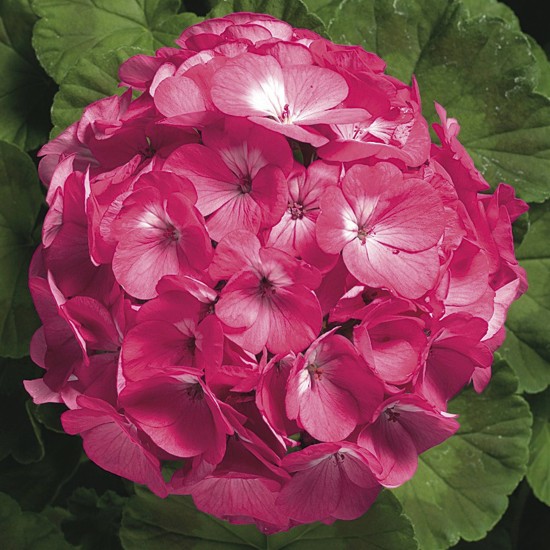 Seminte PELARGONIUM x hortorum RINGO 2000 F1 Rose 250s