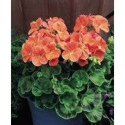 Seminte PELARGONIUM x hortorum RINGO 2000 F1 Salmon 1000s