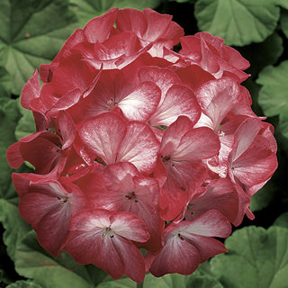 Seminte PELARGONIUM x hortorum RINGO 2000 F1 Scarlet Star 1000s