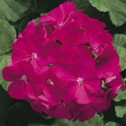 Seminte PELARGONIUM x hortorum RINGO 2000 F1 Violet 1000s
