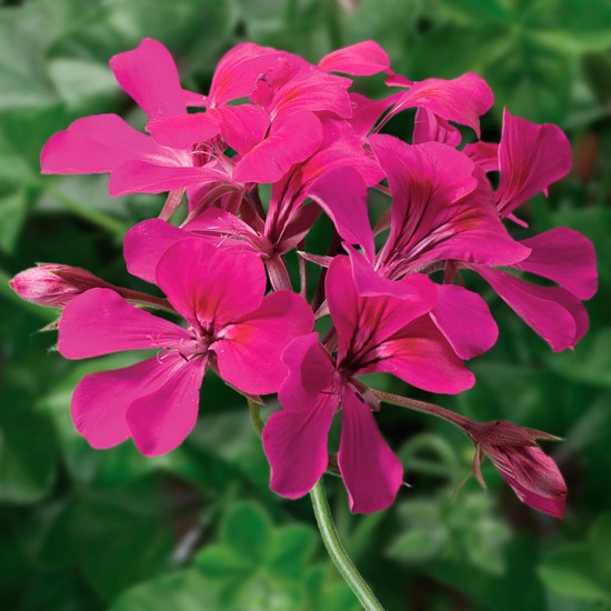 Seminte PELARGONIUM x peltatum TORNADO F1 Fuchsia 1000s