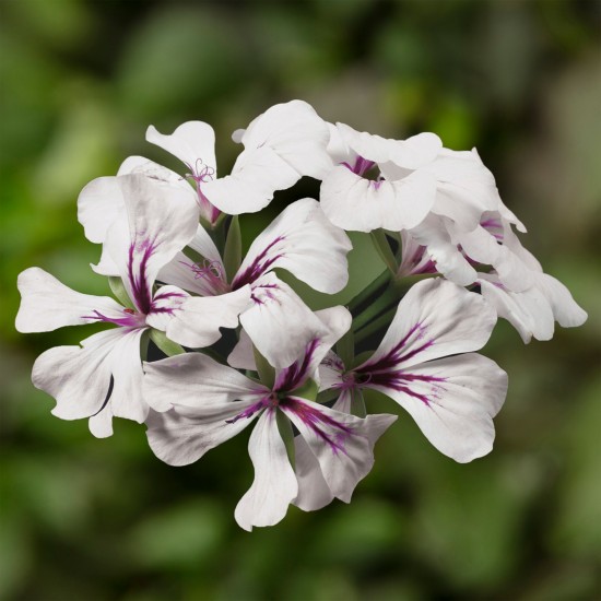 Seminte PELARGONIUM x peltatum TORNADO F1 White 100s