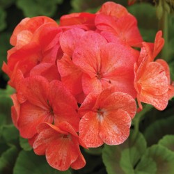 Seminte PELARGONIUM x hortorum PINTO PREMIUM F1 Salmon Splash 1000s