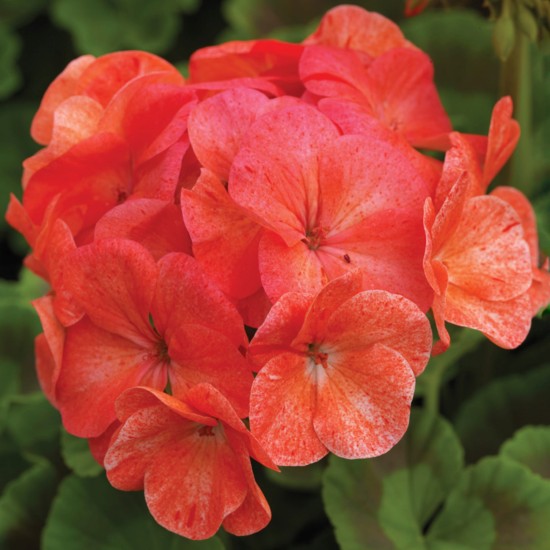 Seminte PELARGONIUM x hortorum PINTO PREMIUM F1 Salmon Splash 250s