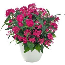 Seminte PENTAS lanceolata GRAFFITI 20/20 Cranberry 500s