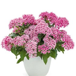 Seminte PENTAS lanceolata GRAFFITI 20/20 Flirty Pink 500s