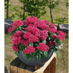 Seminte PENTAS lanceolata GRAFFITI 20/20 Fuchsia 500s