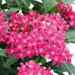 Seminte PENTAS lanceolata GRAFFITI 20/20 Lipstick 500s