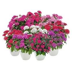 Seminte PENTAS lanceolata GRAFFITI 20/20 Mix 500s