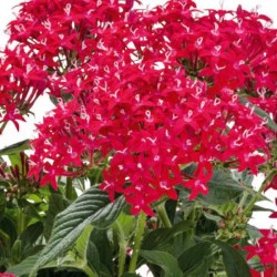 Seminte PENTAS lanceolata GRAFFITI 20/20 Ruby 500s