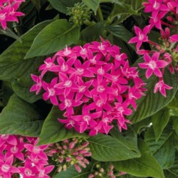 Seminte PENTAS lanceolata GRAFFITI 20/20 True Pink 500s