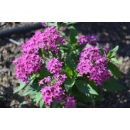 Seminte PENTAS lanceolata GRAFFITI 20/20 Ultra Violet 500s