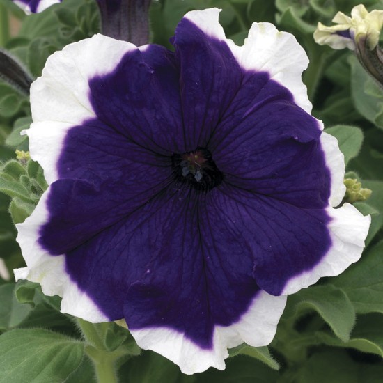 Seminte PETUNIA grandiflora FROST F1 Blue 1000s