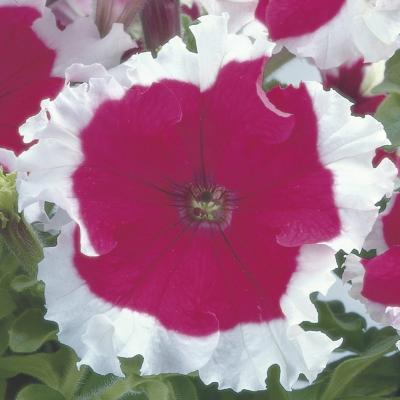 Seminte PETUNIA grandiflora FROST F1 Cherry 1000s