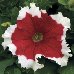 Seminte PETUNIA grandiflora FROST F1 Fire 1000s