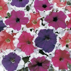 Seminte PETUNIA grandiflora FROST F1 Mix 1000s