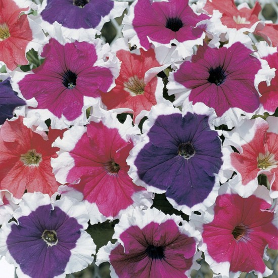 Seminte PETUNIA grandiflora FROST F1 Mix 1000s