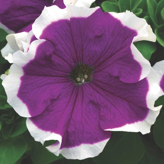 Seminte PETUNIA grandiflora FROST F1 Velvet 1000s