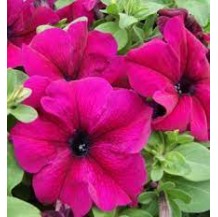 Seminte PETUNIA grandiflora LIMBO Burgundy 1000s