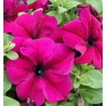Seminte PETUNIA grandiflora LIMBO Burgundy 1000s