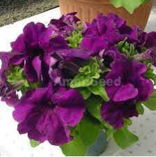 Seminte PETUNIA grandiflora LIMBO Deep Purple 1000s