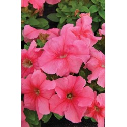 Seminte PETUNIA grandiflora LIMBO Peach 1000s