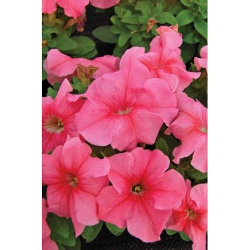 Seminte PETUNIA grandiflora LIMBO Peach 1000s