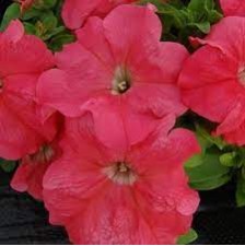 Seminte PETUNIA grandiflora LIMBO Salmon 1000s