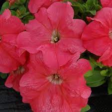 Seminte PETUNIA grandiflora LIMBO Salmon 1000s