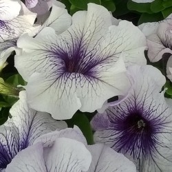 Seminte PETUNIA grandiflora LIMBO Silver Blue 1000s