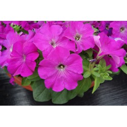 Seminte PETUNIA grandiflora LIMBO Violet 1000s