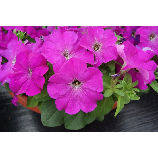 Seminte PETUNIA grandiflora LIMBO Violet 1000s