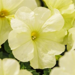 Seminte PETUNIA grandiflora LIMBO Yellow Lime 1000s