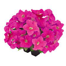 Seminte PETUNIA grandiflora SUCCESS 360° F1 Pink 1000s