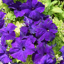 Seminte PETUNIA grandiflora SUCCESS 360° F1 Blue 1000s