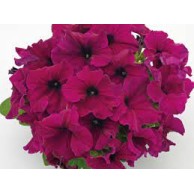 Seminte PETUNIA grandiflora SUCCESS 360° F1 Burgundy  1000s